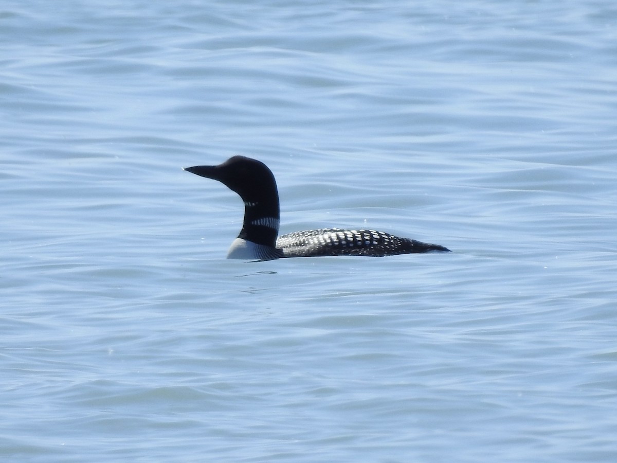 Plongeon huard - ML620426307