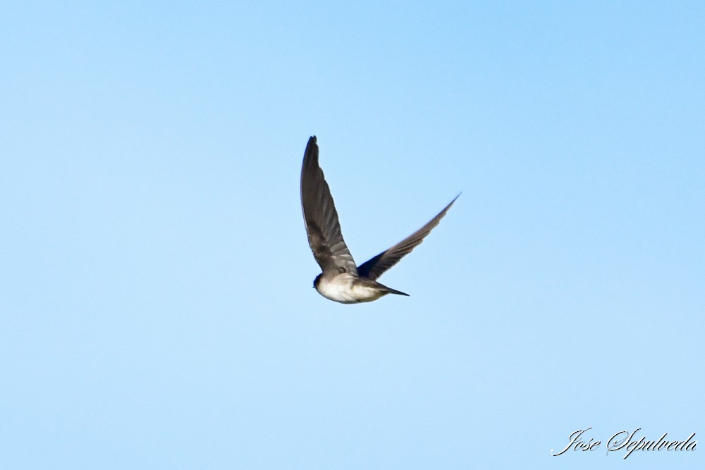 Andean Swallow - ML620426308