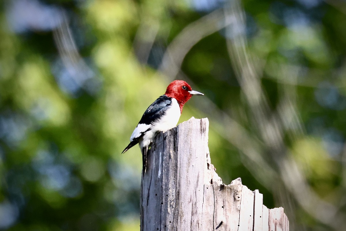Red-headed Woodpecker - ML620426313