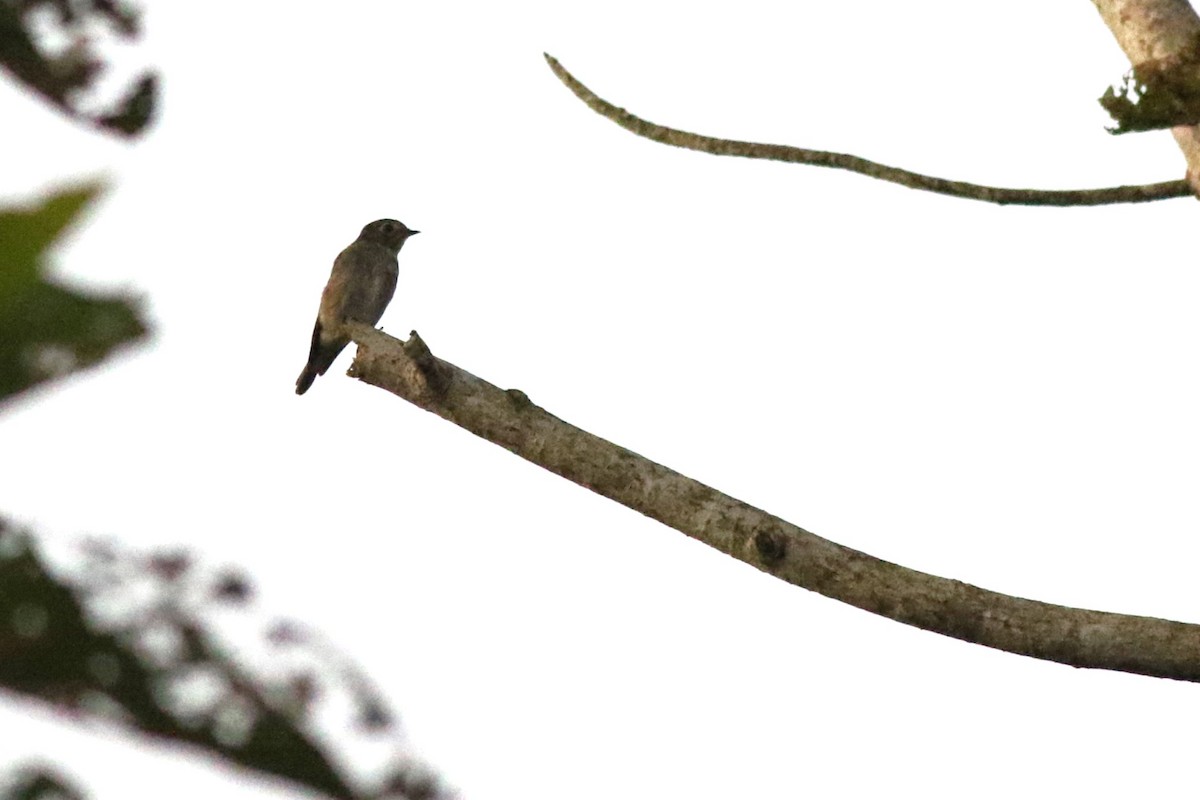 Gobemouche de Sibérie - ML620426314