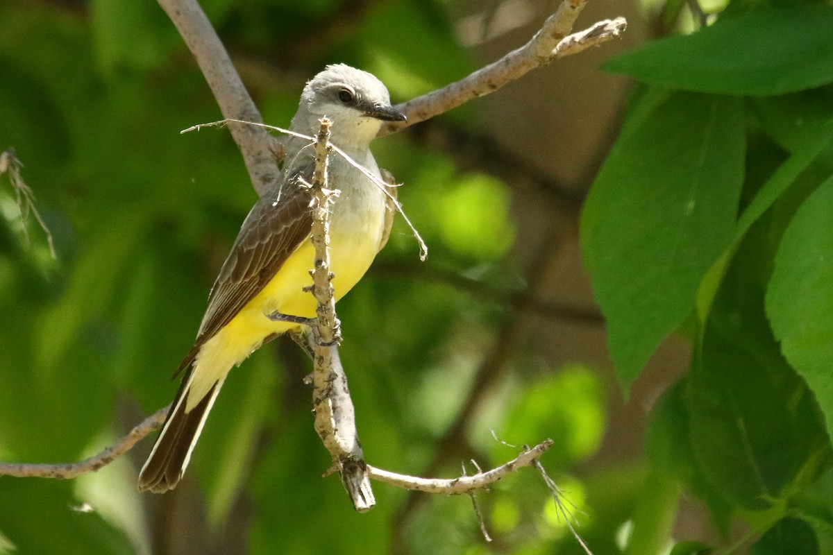 Western Kingbird - ML620426317