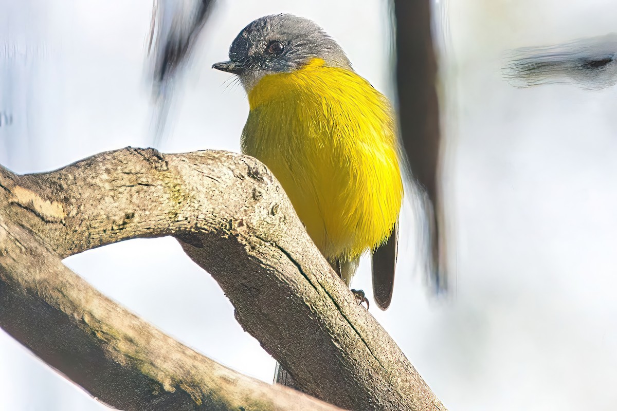 Eastern Yellow Robin - ML620426323