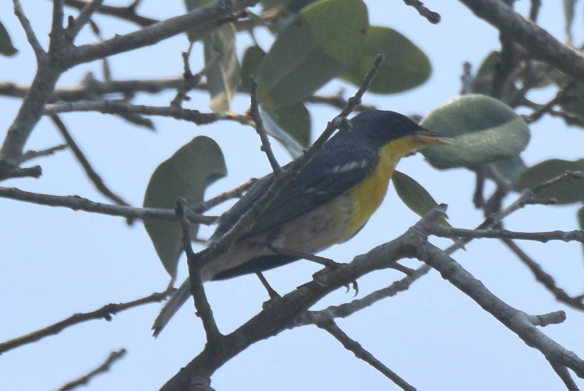 Tropical Parula - ML620426326