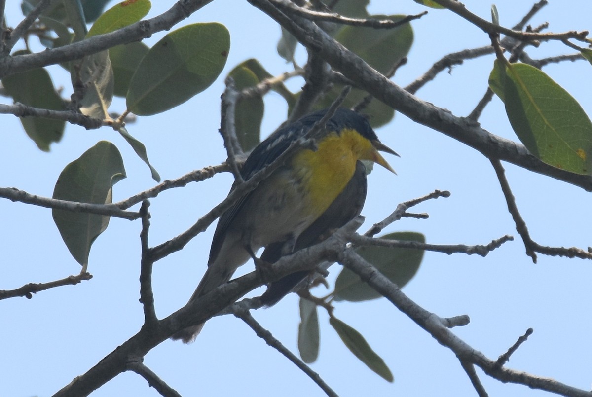 Tropical Parula - ML620426327