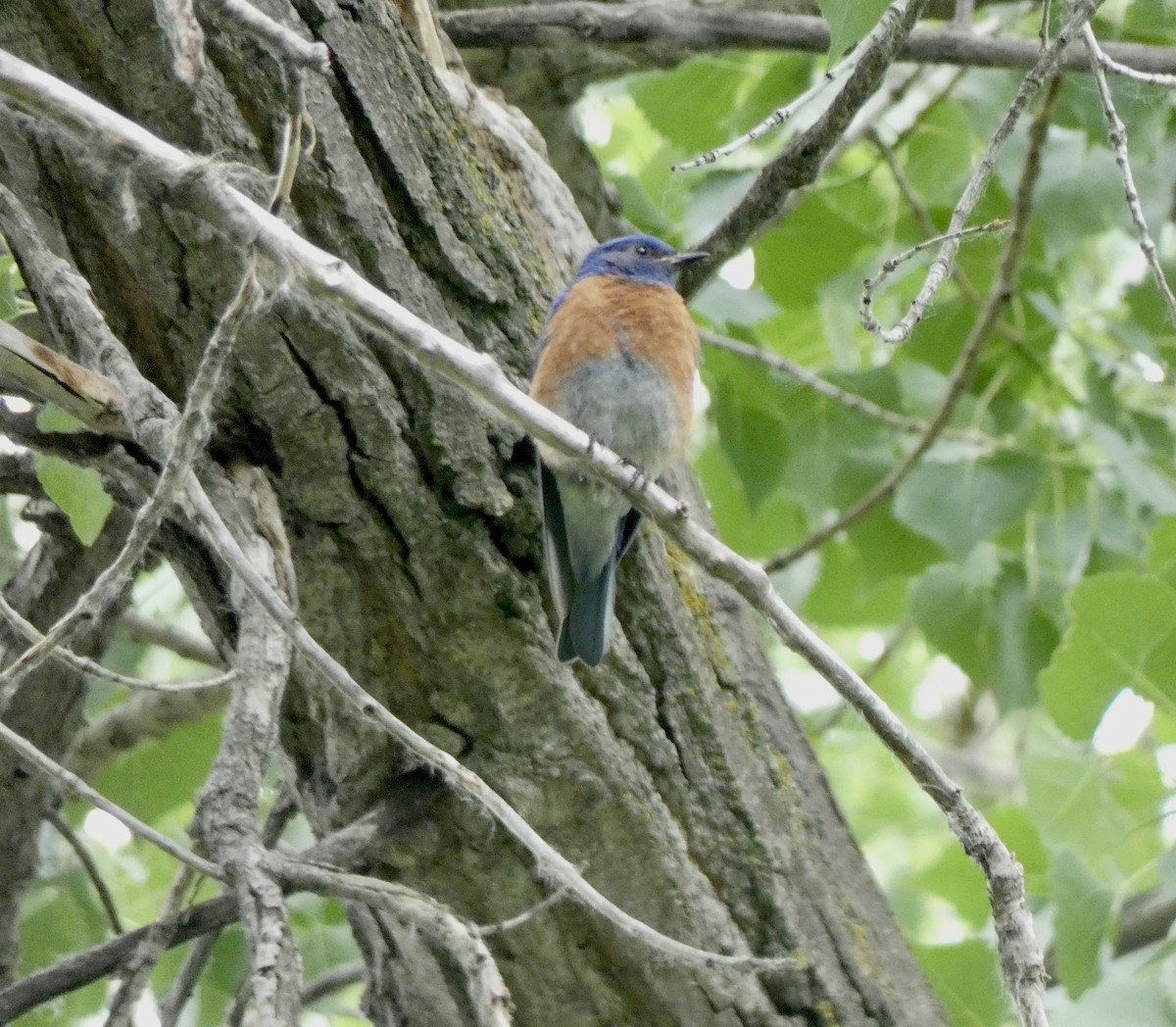 Western Bluebird - ML620426333