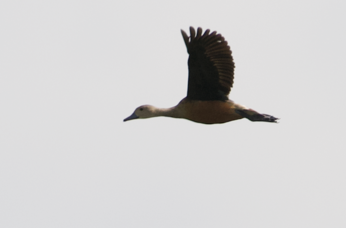 Ruddy Shelduck - Matthew Dolkart