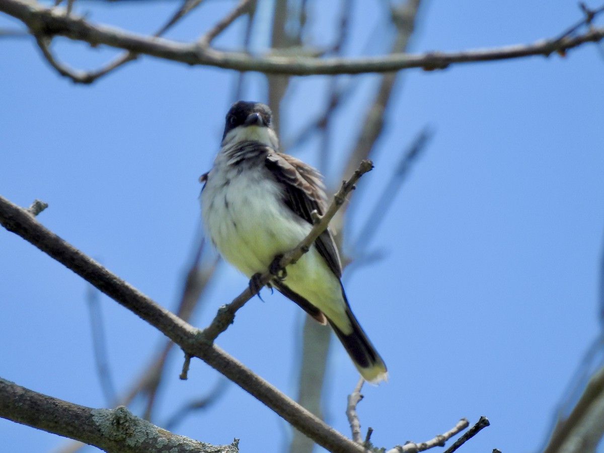 Eastern Kingbird - ML620426335