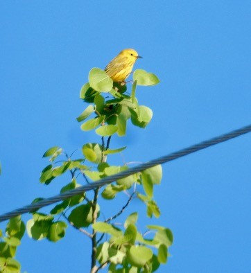 Yellow Warbler - ML620426336