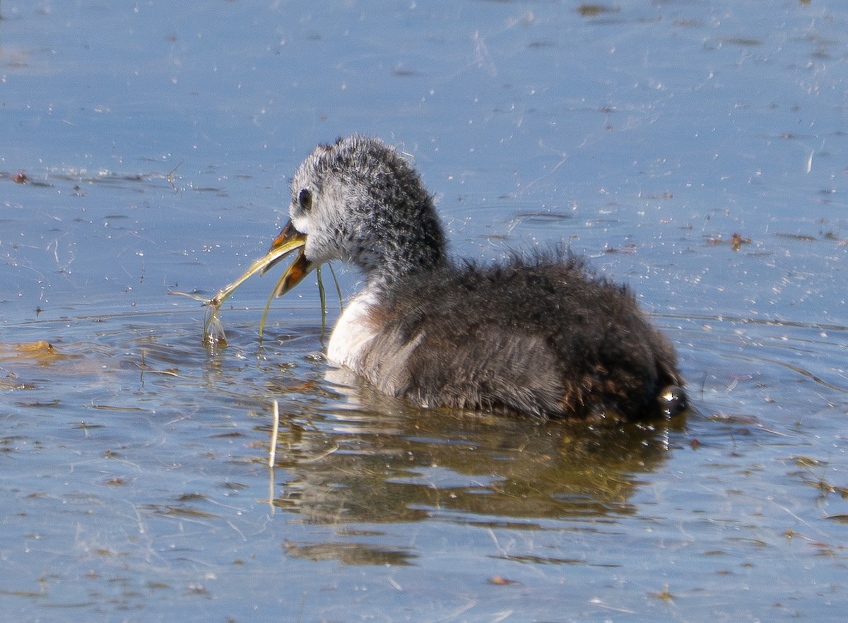 American Coot - ML620426339