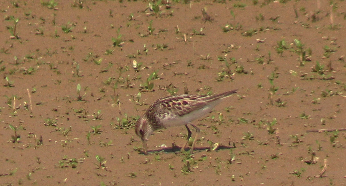 Least Sandpiper - ML620426343