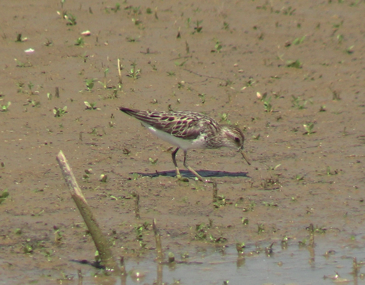 Least Sandpiper - ML620426345