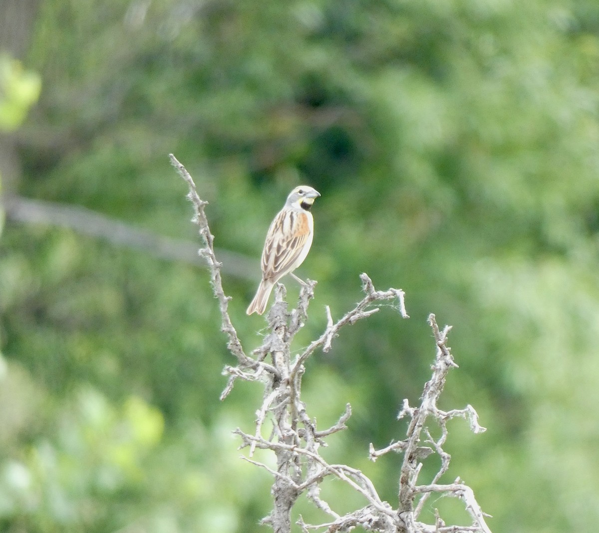 Dickcissel d'Amérique - ML620426348