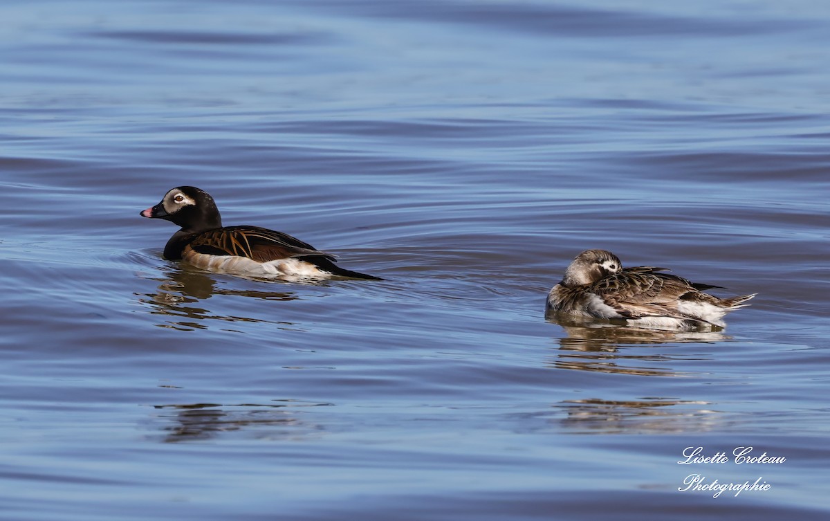 Long-tailed Duck - ML620426349