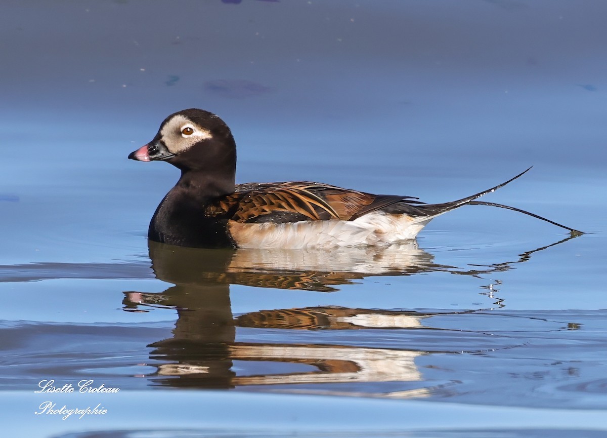 Long-tailed Duck - ML620426352