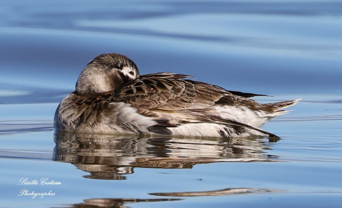 Long-tailed Duck - ML620426354