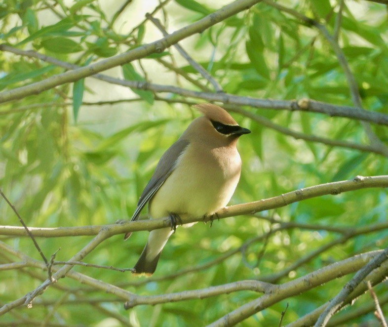 Cedar Waxwing - ML620426356