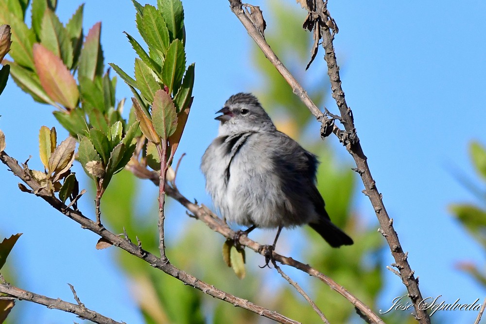 Ash-breasted Sierra Finch - ML620426358