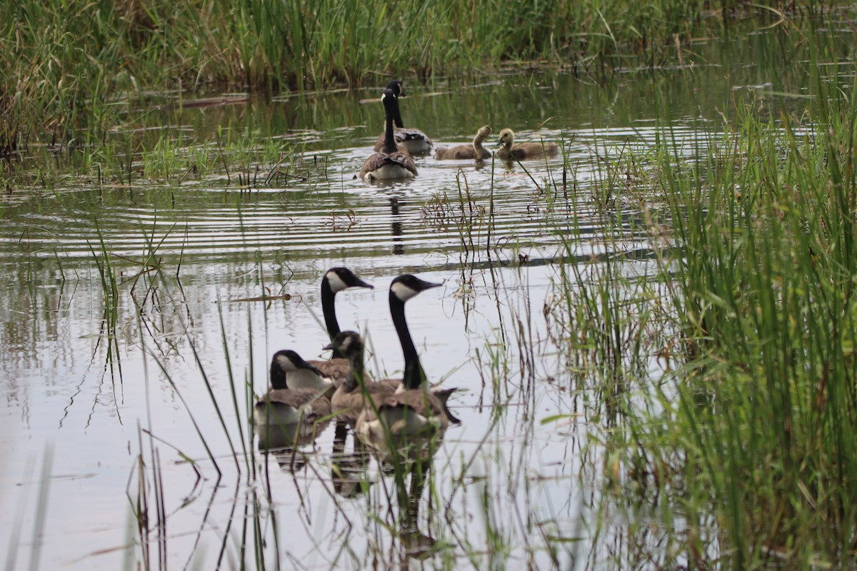 Canada Goose - ML620426359