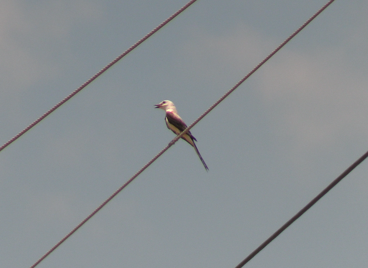 Scissor-tailed Flycatcher - ML620426362