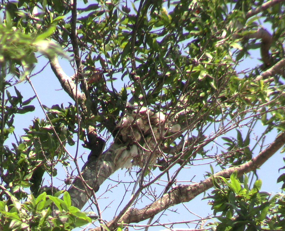 Scissor-tailed Flycatcher - ML620426364