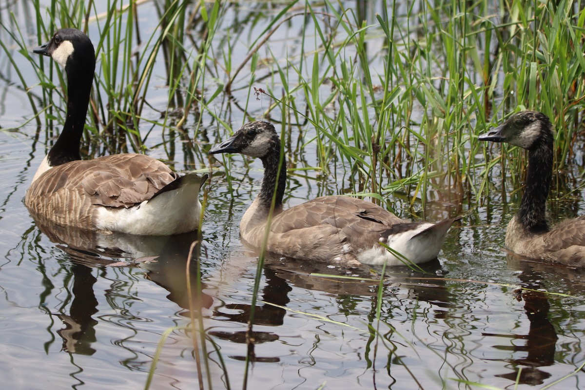 Canada Goose - ML620426365