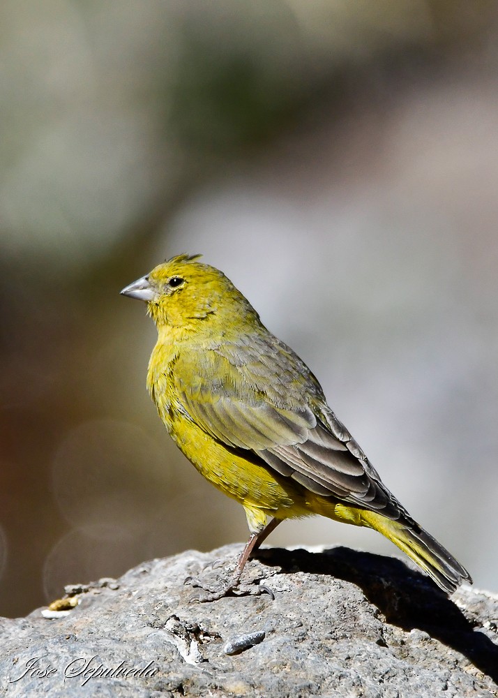 Greenish Yellow-Finch - ML620426368