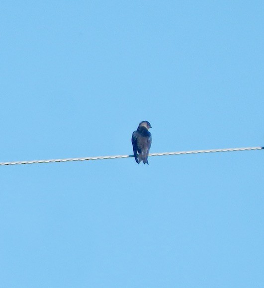 Purple Martin - ML620426371