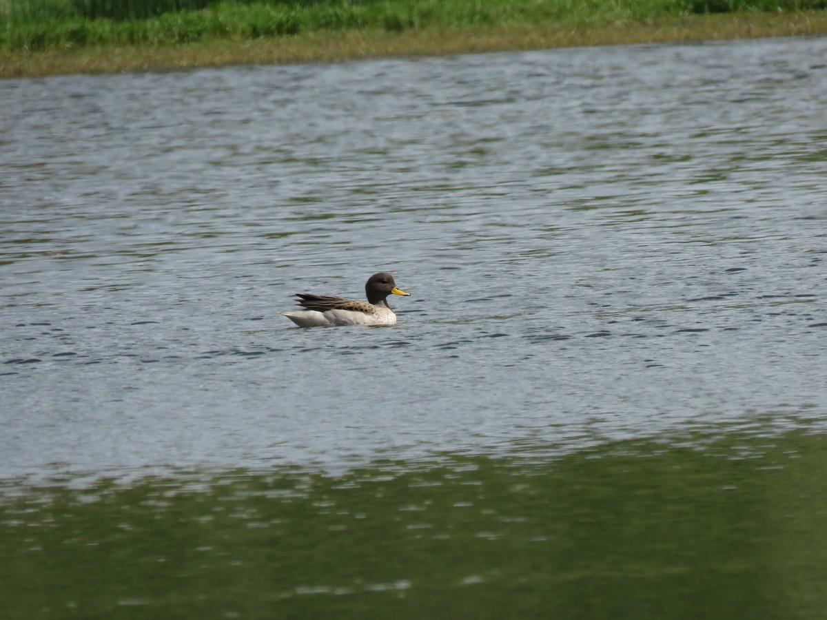 Yellow-billed Teal - ML620426373