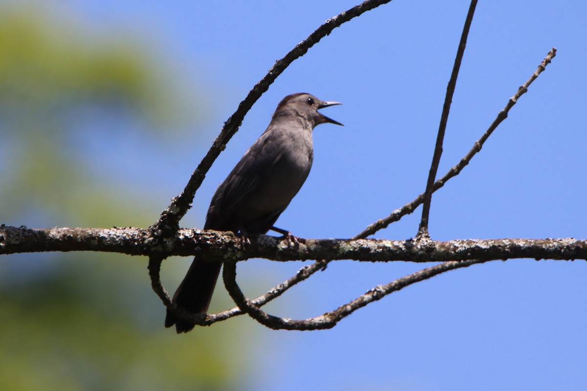 Pájaro Gato Gris - ML620426375