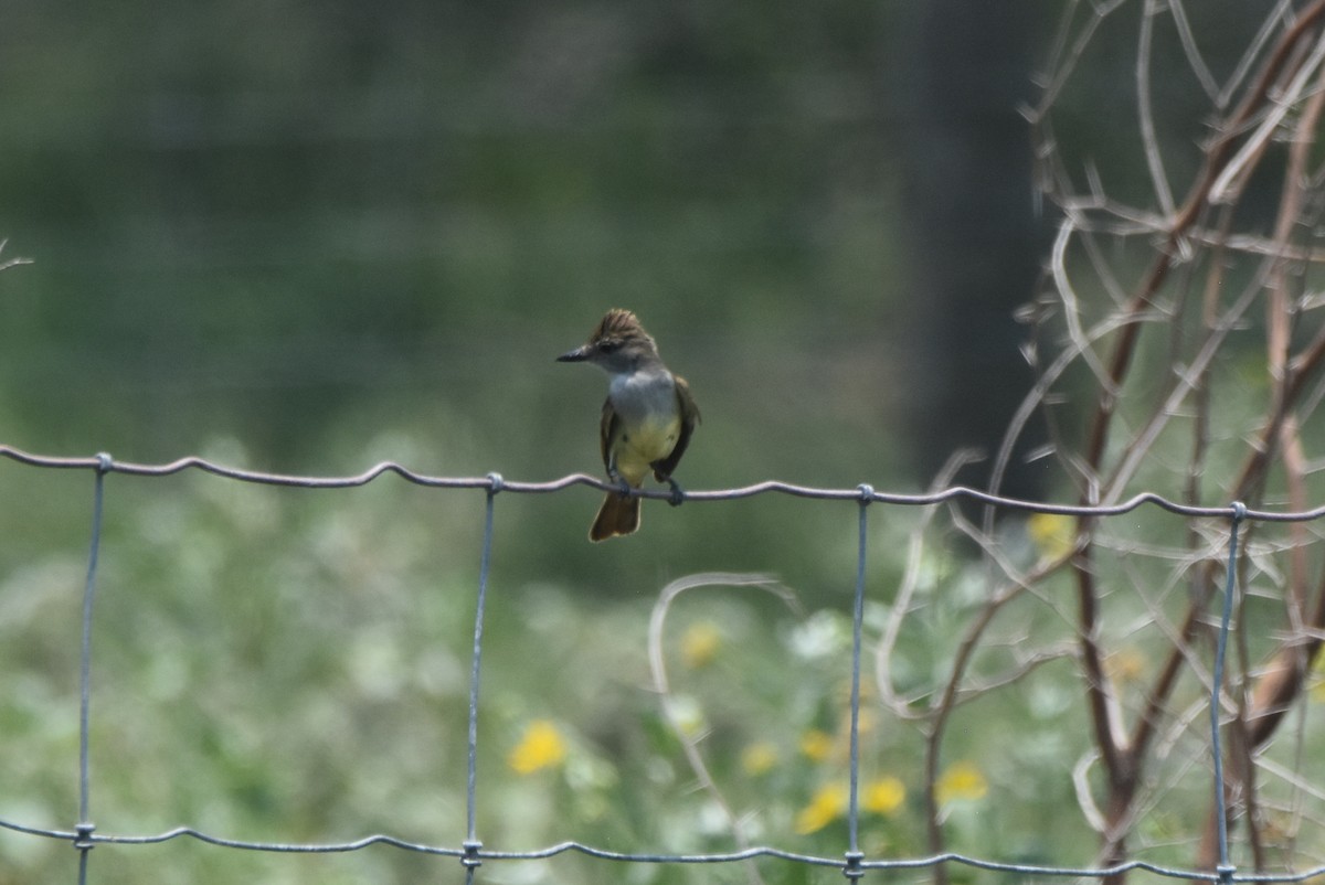 Brown-crested Flycatcher - ML620426376