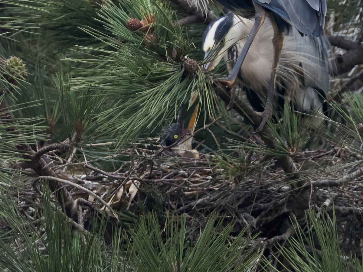 Great Blue Heron - ML620426386