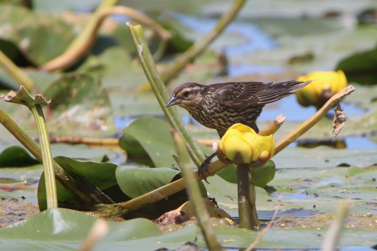 Red-winged Blackbird - ML620426388