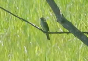 Olive-sided Flycatcher - ML620426389