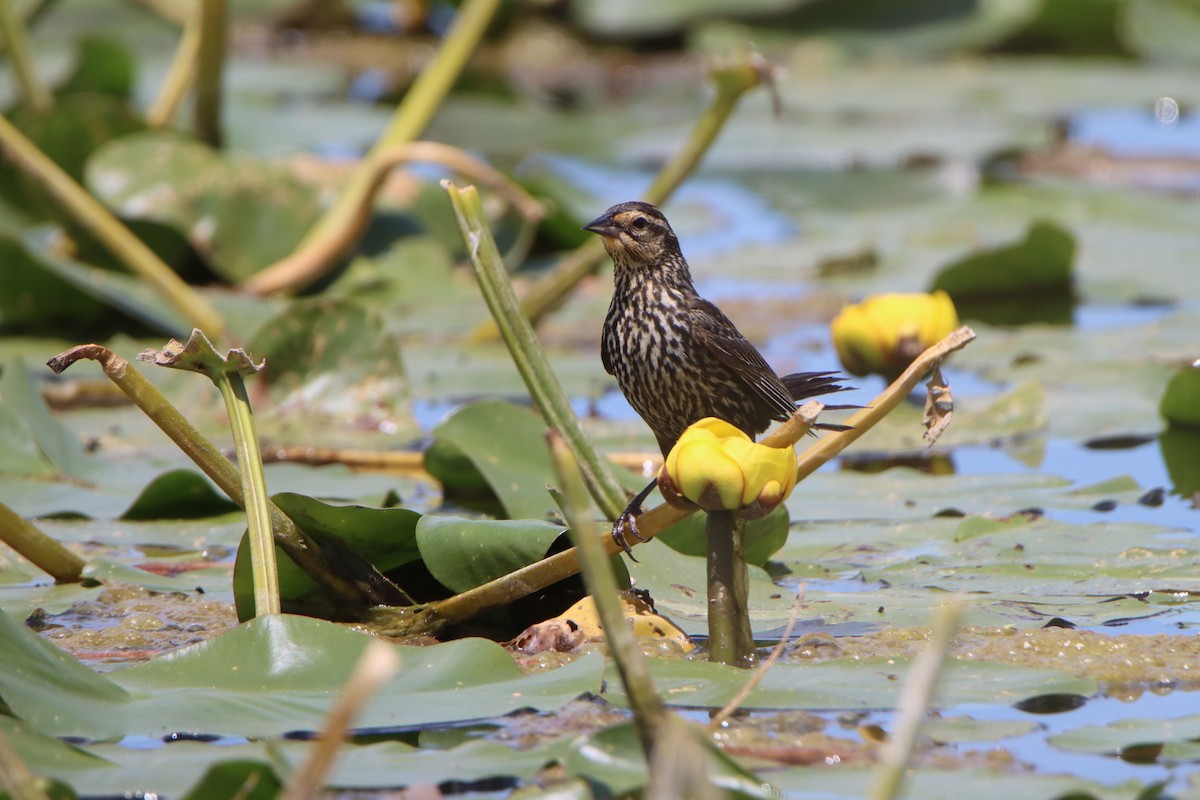 Red-winged Blackbird - ML620426391