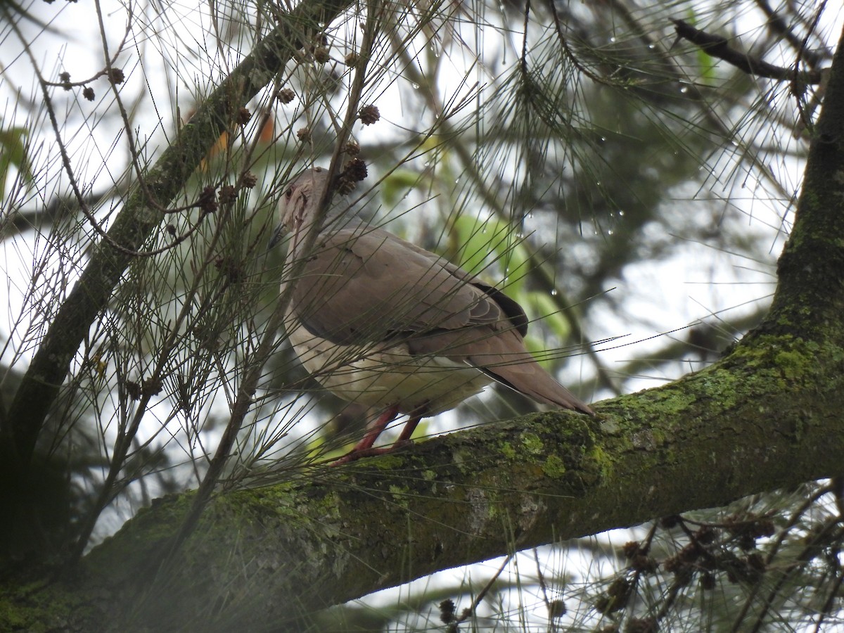 White-tipped Dove - ML620426394