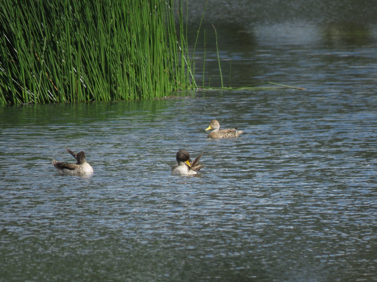 Yellow-billed Teal - ML620426396