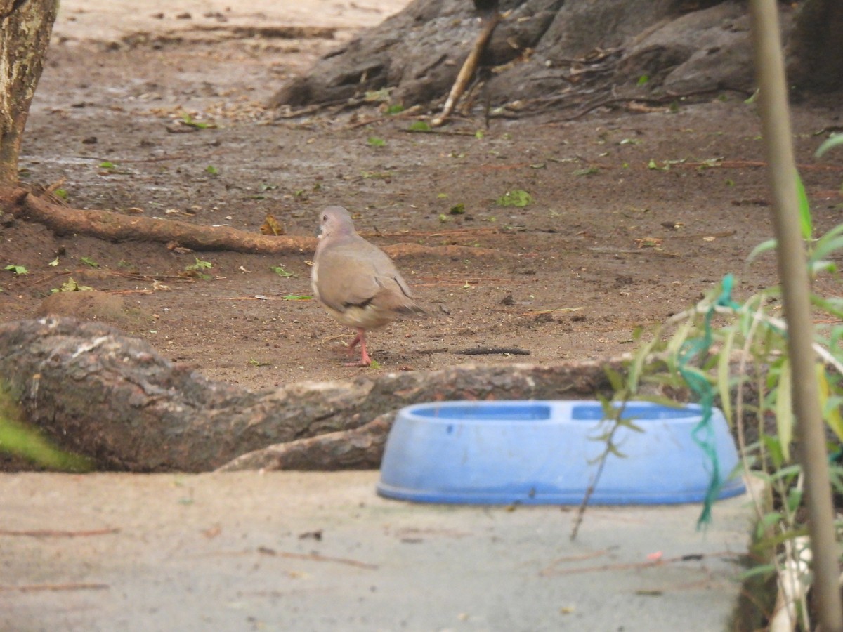 White-tipped Dove - ML620426399