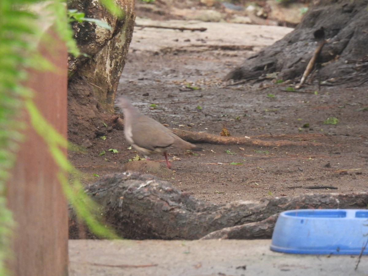 White-tipped Dove - ML620426400