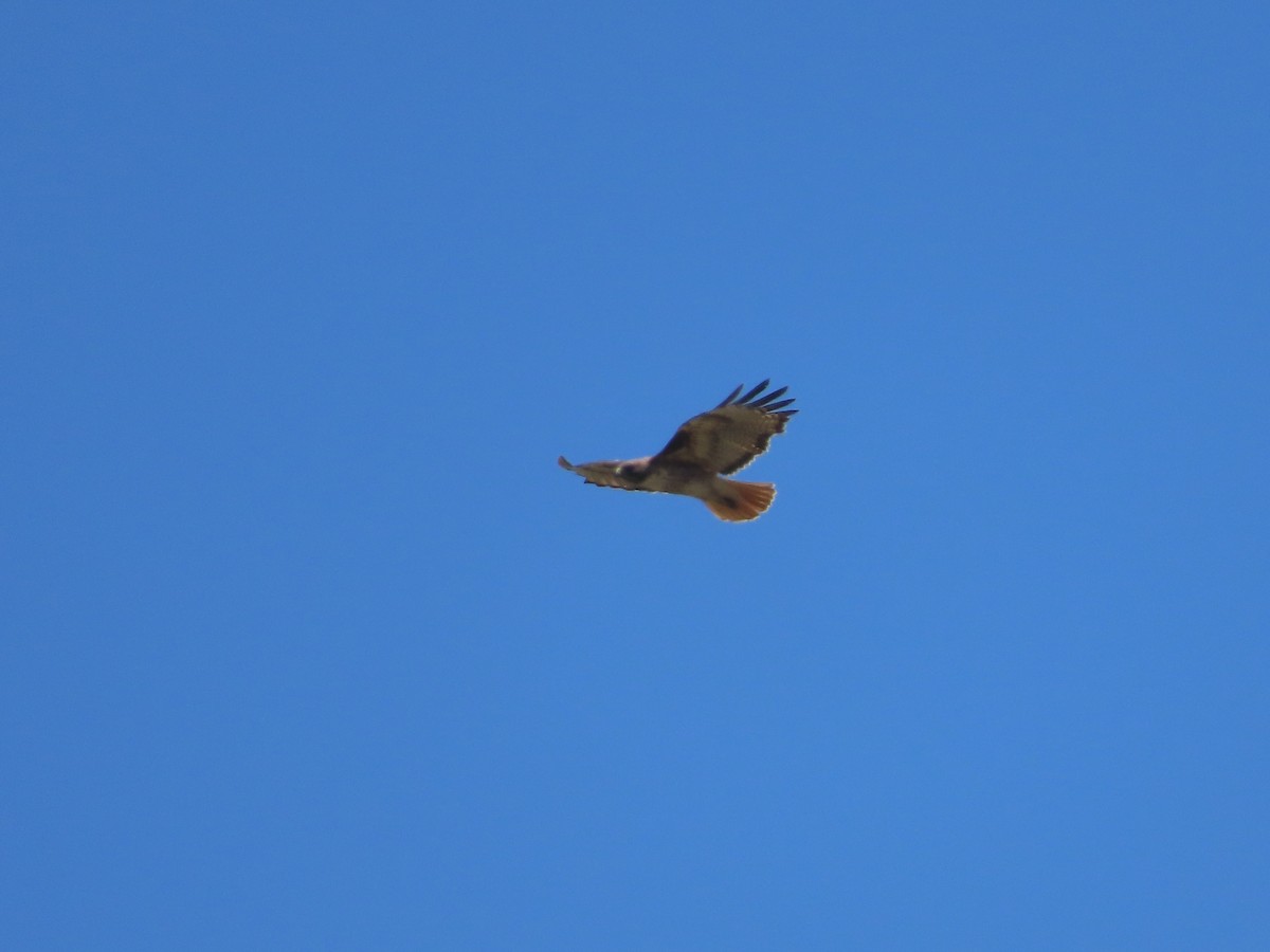 Red-tailed Hawk - ML620426403