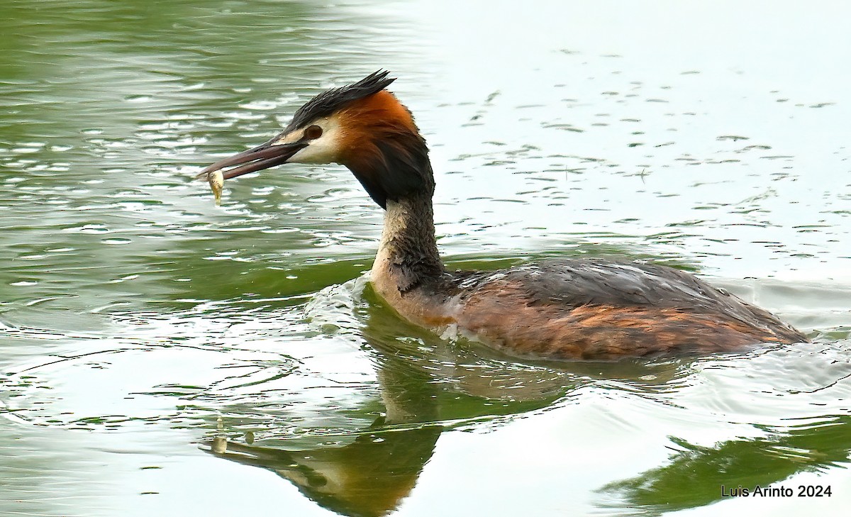 Great Crested Grebe - ML620426406