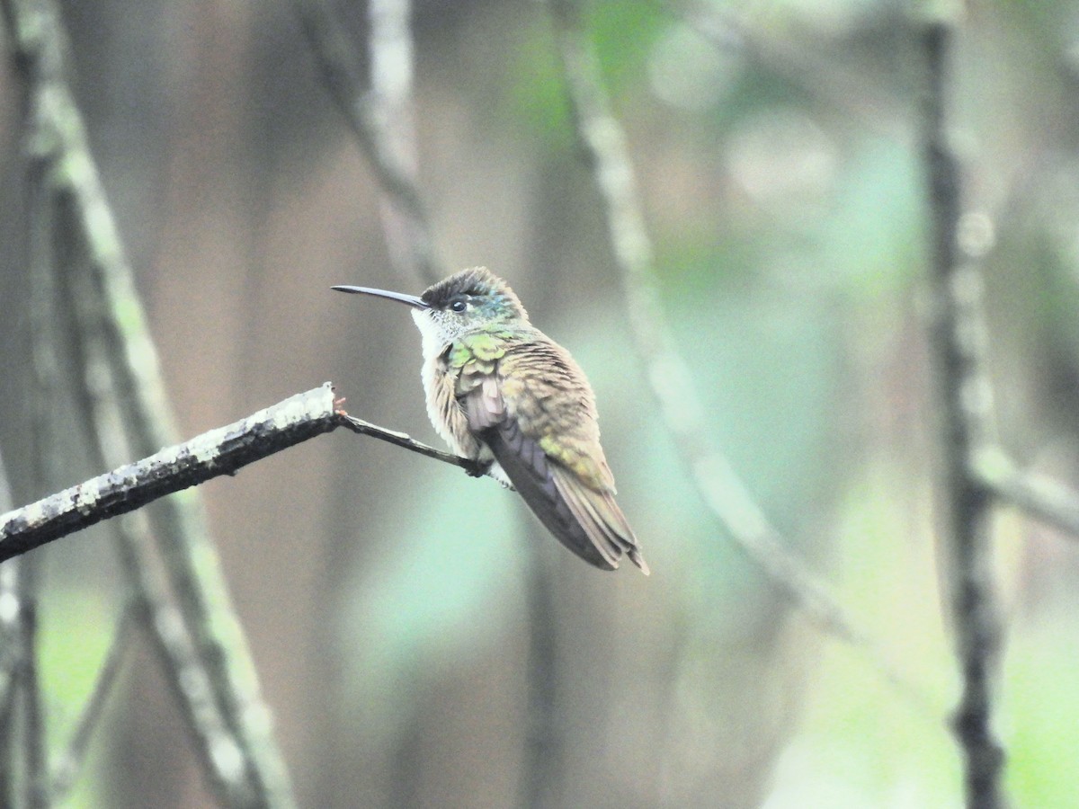 Azure-crowned Hummingbird - ML620426407