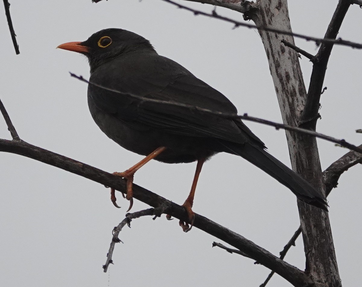 Great Thrush - ML620426409