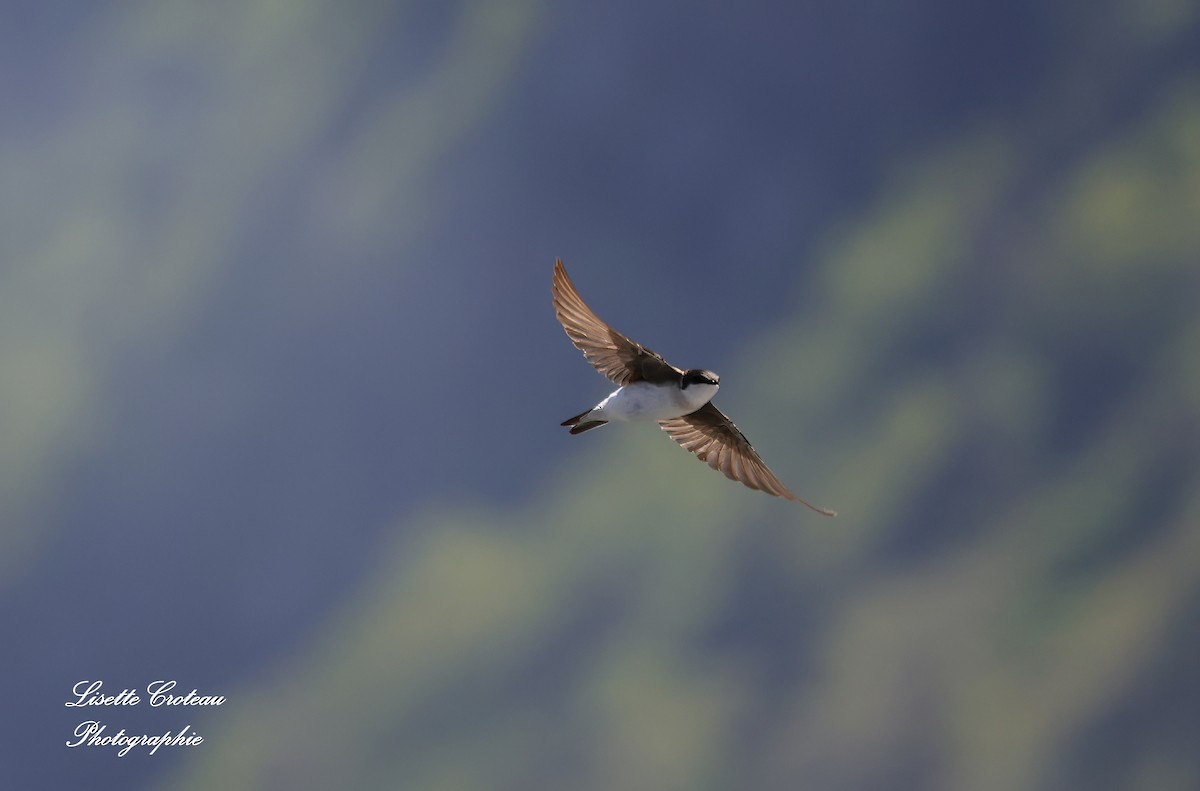 Bank Swallow - ML620426412