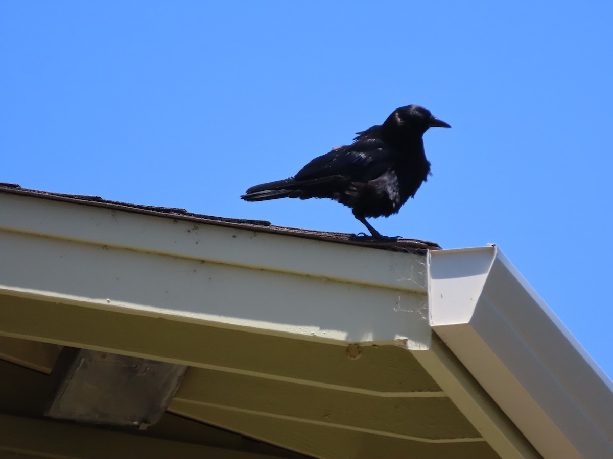 American Crow - ML620426415