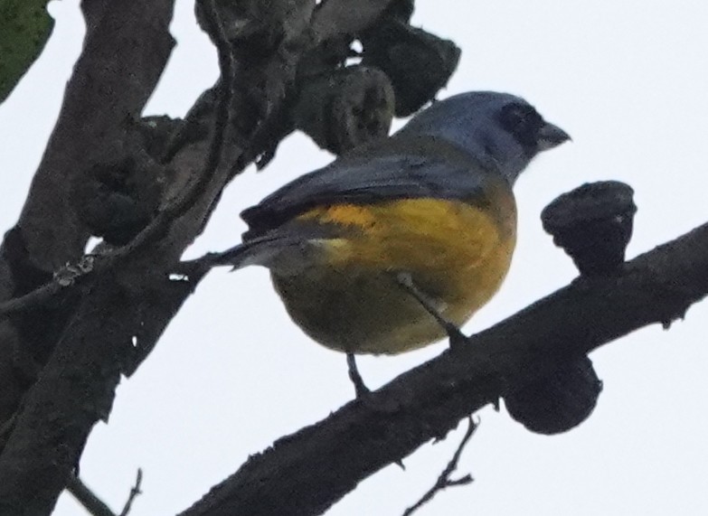 Blue-and-yellow Tanager - ML620426416