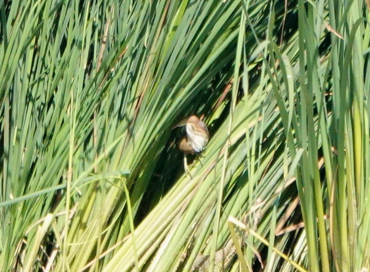 Least Bittern - ML620426417