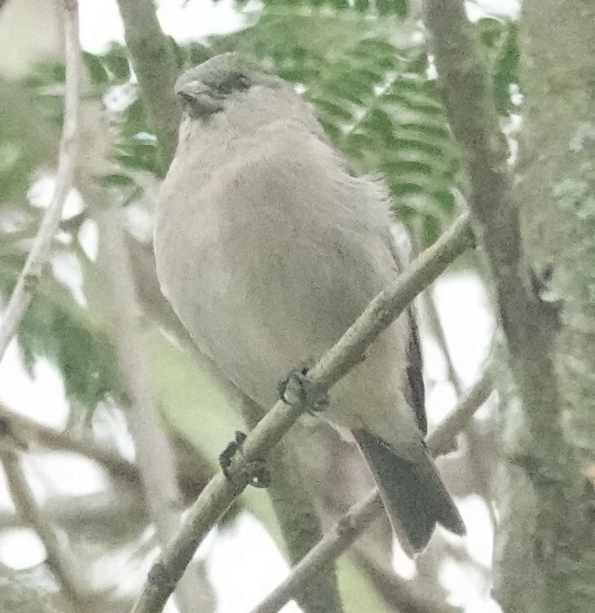 Ash-breasted Sierra Finch - ML620426423