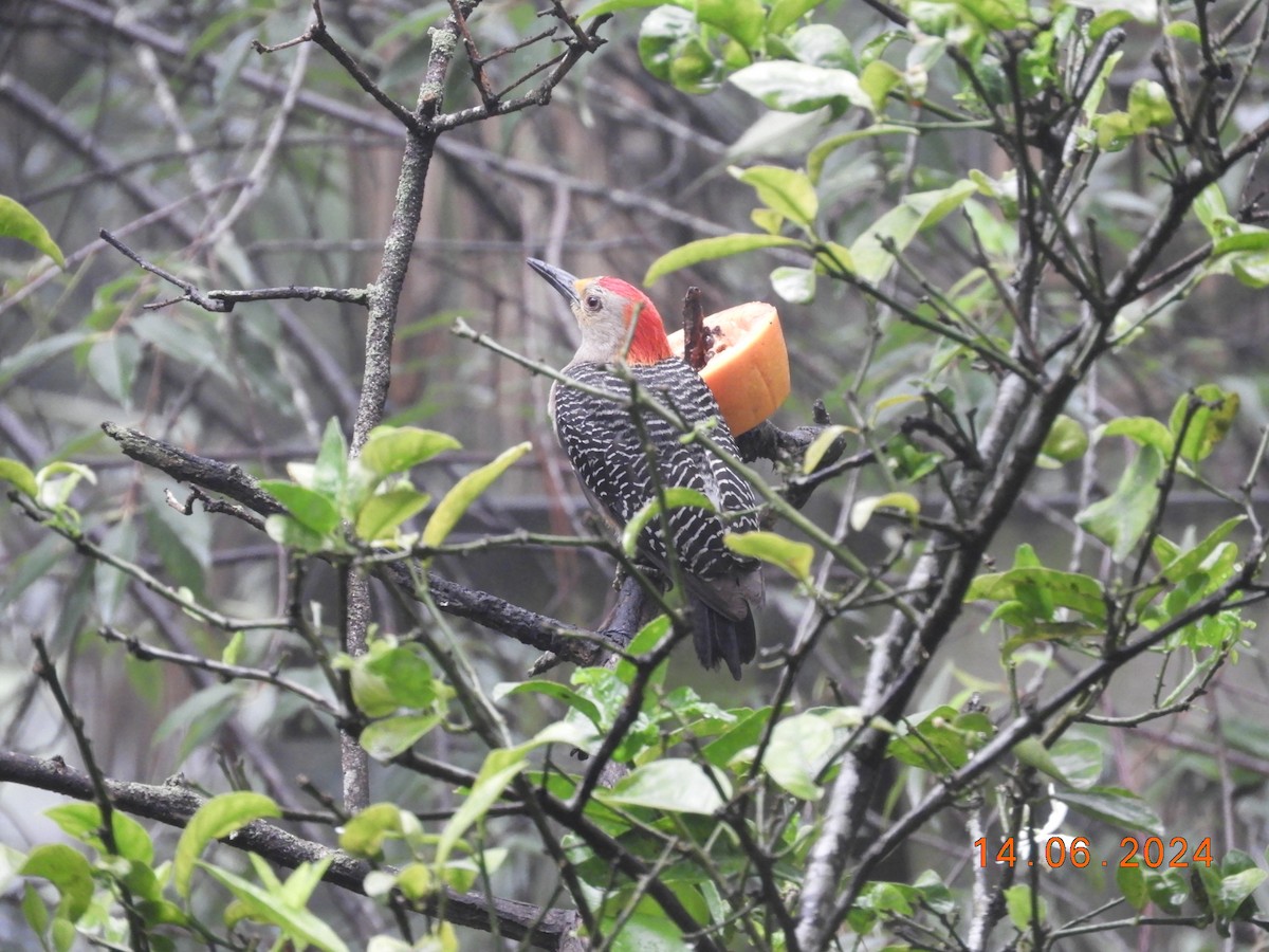 Golden-fronted Woodpecker - María Eugenia Paredes Sánchez