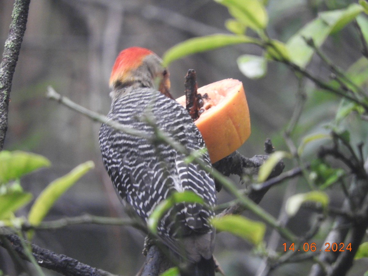 Golden-fronted Woodpecker - ML620426425