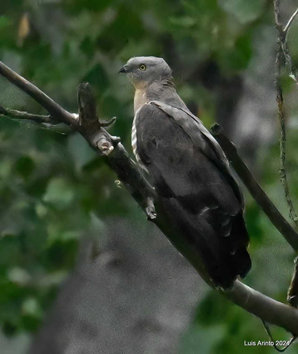 European Honey-buzzard - ML620426426